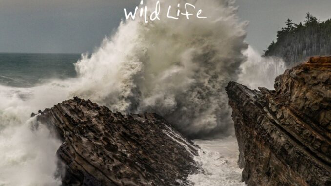 OneRepublic - Wild Life