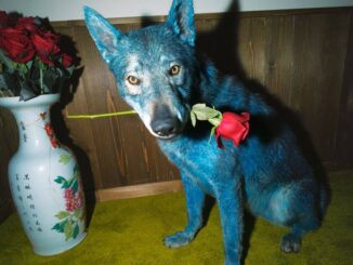 Blanco - L'isola delle rose