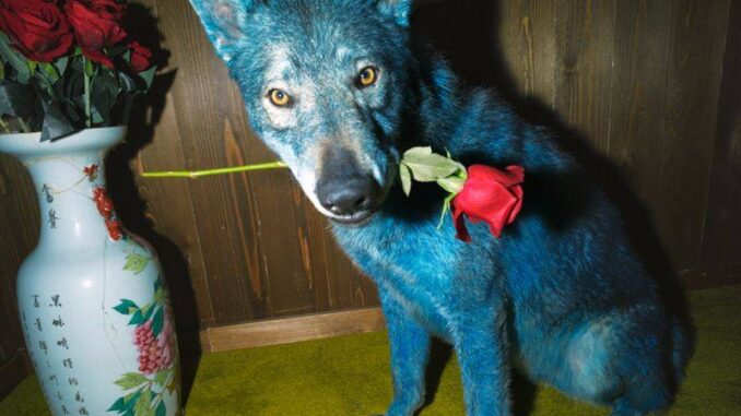 Blanco - L'isola delle rose