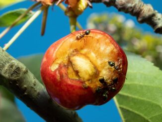 Mecna - Se finisse l'amore